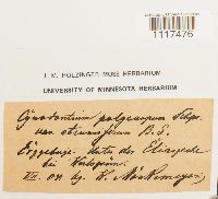 Cynodontium strumiferum image