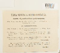 Cynodontium strumiferum image