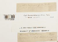 Cyrto-hypnum minutulum image