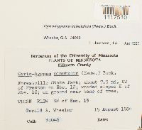 Cyrto-hypnum minutulum image