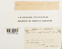 Cyrto-hypnum minutulum image