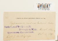 Cyrto-hypnum minutulum image