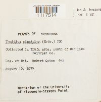 Cyrto-hypnum minutulum image