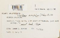 Cyrto-hypnum minutulum image