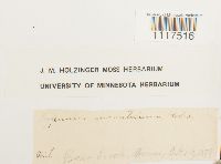 Cyrto-hypnum minutulum image