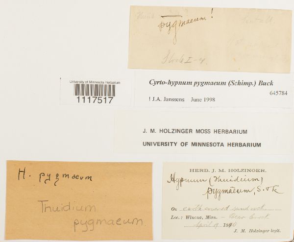 Cyrto-hypnum pygmaeum image