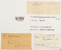 Media resource of Cyrto-hypnum pygmaeum