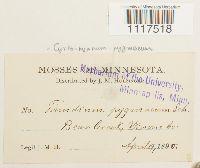 Cyrto-hypnum pygmaeum image