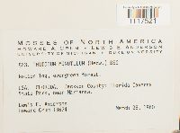 Cyrto-hypnum minutulum image