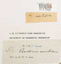 Cyrto-hypnum minutulum image