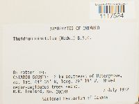 Cyrto-hypnum minutulum image