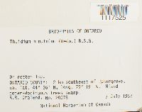 Cyrto-hypnum minutulum image