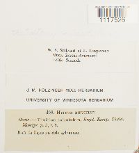 Cyrto-hypnum minutulum image