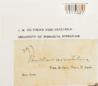 Cyrto-hypnum minutulum image