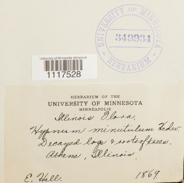 Cyrto-hypnum minutulum image