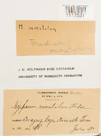 Cyrto-hypnum minutulum image