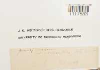 Cyrto-hypnum minutulum image