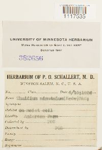 Cyrto-hypnum minutulum image