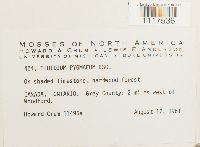 Cyrto-hypnum pygmaeum image