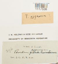 Cyrto-hypnum pygmaeum image