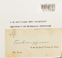 Cyrto-hypnum pygmaeum image