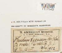 Cyrto-hypnum pygmaeum image