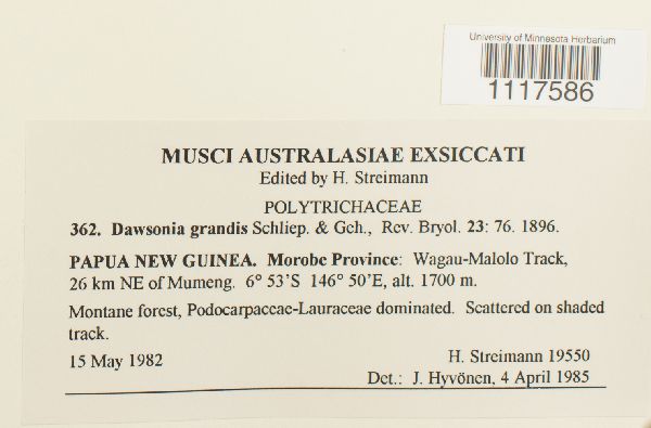 Polytrichaceae image