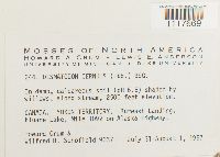 Desmatodon cernuus image