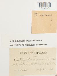 Desmatodon cernuus image