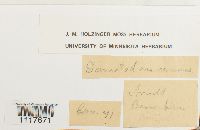 Desmatodon cernuus image