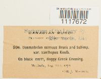 Media resource of Desmatodon cernuus