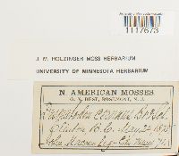 Desmatodon cernuus image