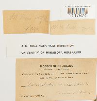 Desmatodon cernuus image