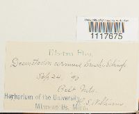 Desmatodon cernuus image