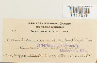 Desmatodon cernuus image