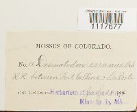 Desmatodon cernuus image