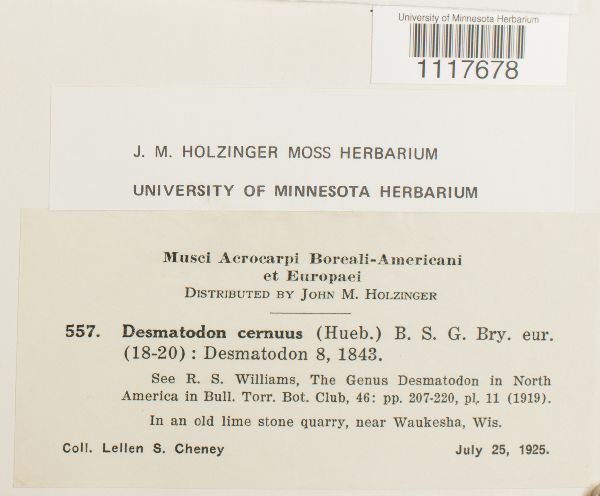 Desmatodon cernuus image