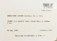 Desmatodon cernuus image