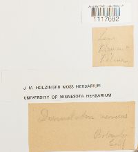 Desmatodon convolutus image