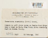 Desmatodon convolutus image