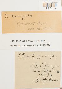 Desmatodon convolutus image