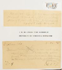 Desmatodon heimii image