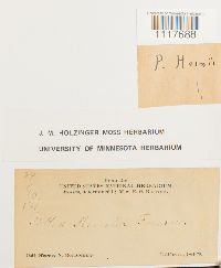 Desmatodon heimii image