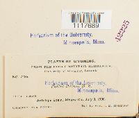 Desmatodon heimii image