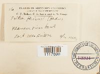 Desmatodon heimii image