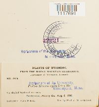 Desmatodon heimii image