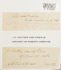 Desmatodon heimii image