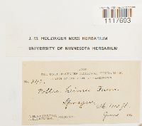 Desmatodon heimii image