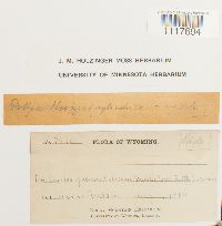 Desmatodon heimii image