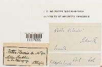 Desmatodon heimii image